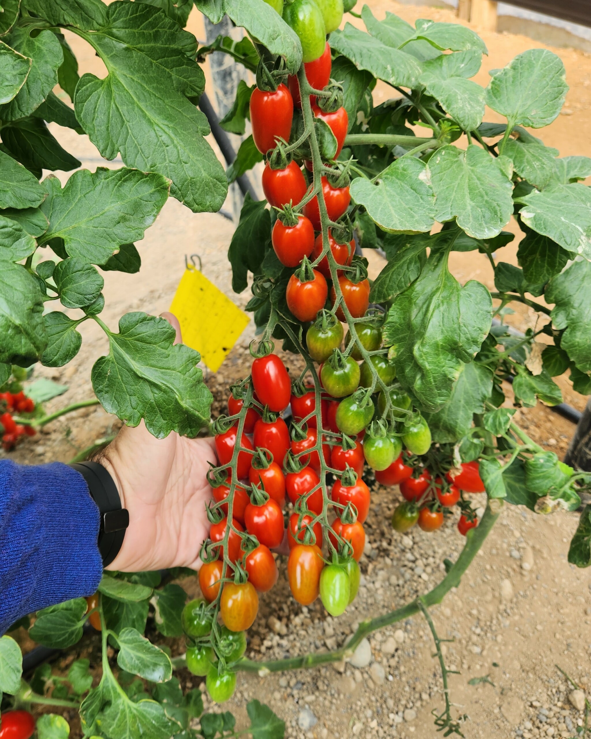 How ToBRFV varieties changed the tomato market in Greece