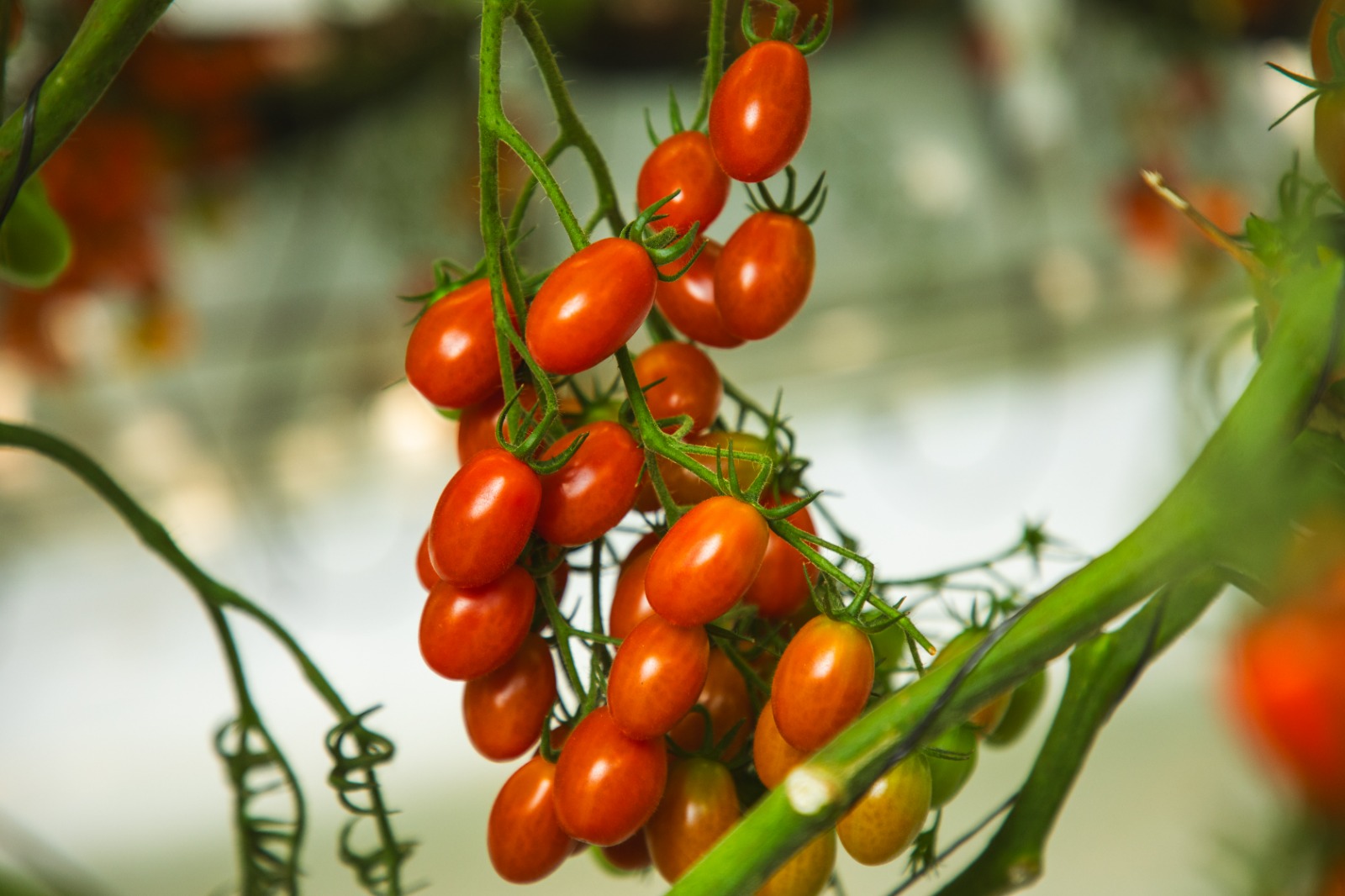 How ToBRFV varieties changed the Mexican tomato market 