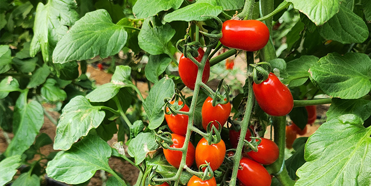 How ToBRFV varieties changed the tomato market in Greece